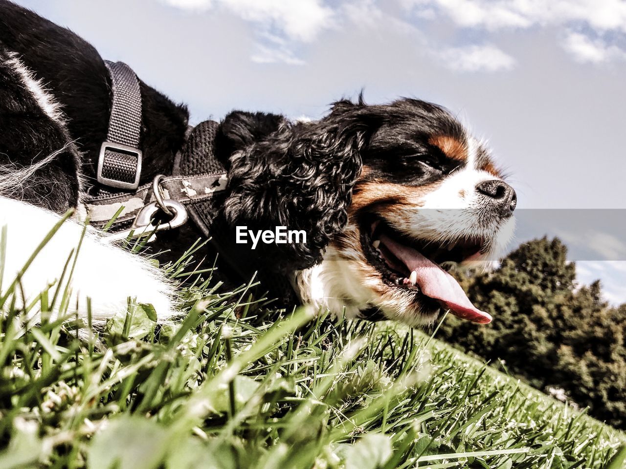 CLOSE-UP OF A DOG ON FIELD AGAINST SKY