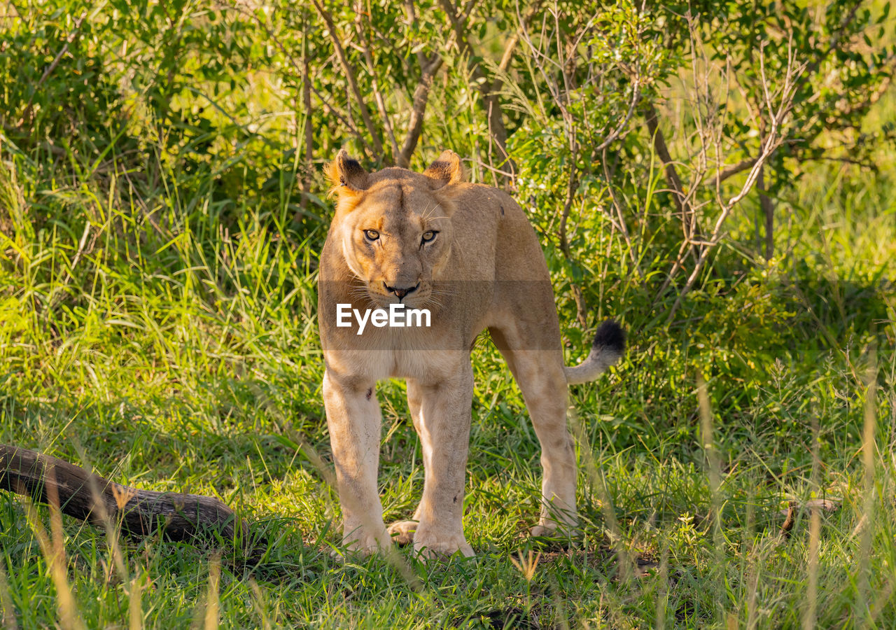 Lioness in the nature reserve in hluhluwe national park south africa