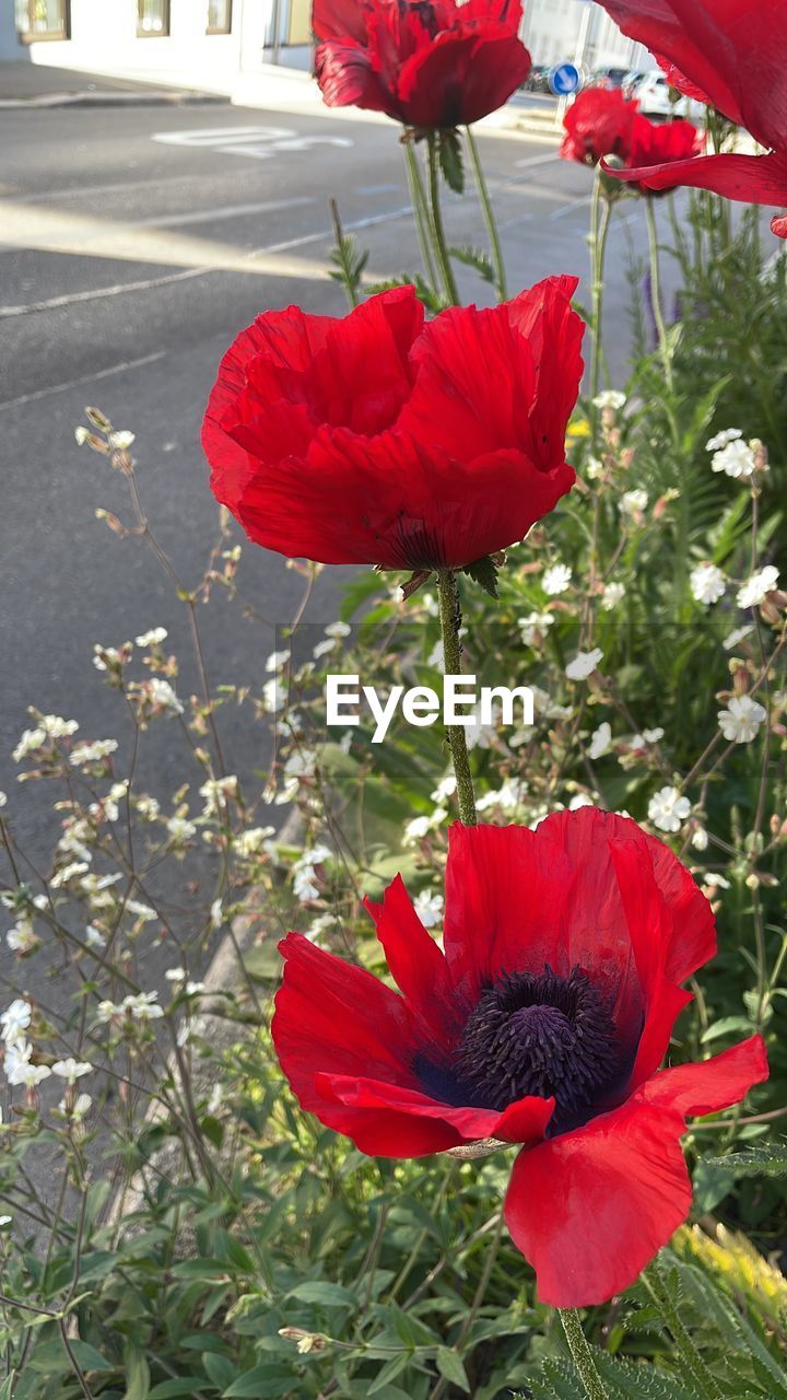 red, plant, flower, flowering plant, freshness, nature, beauty in nature, petal, growth, fragility, flower head, inflorescence, close-up, day, no people, outdoors, leaf, poppy, sunlight, plant part