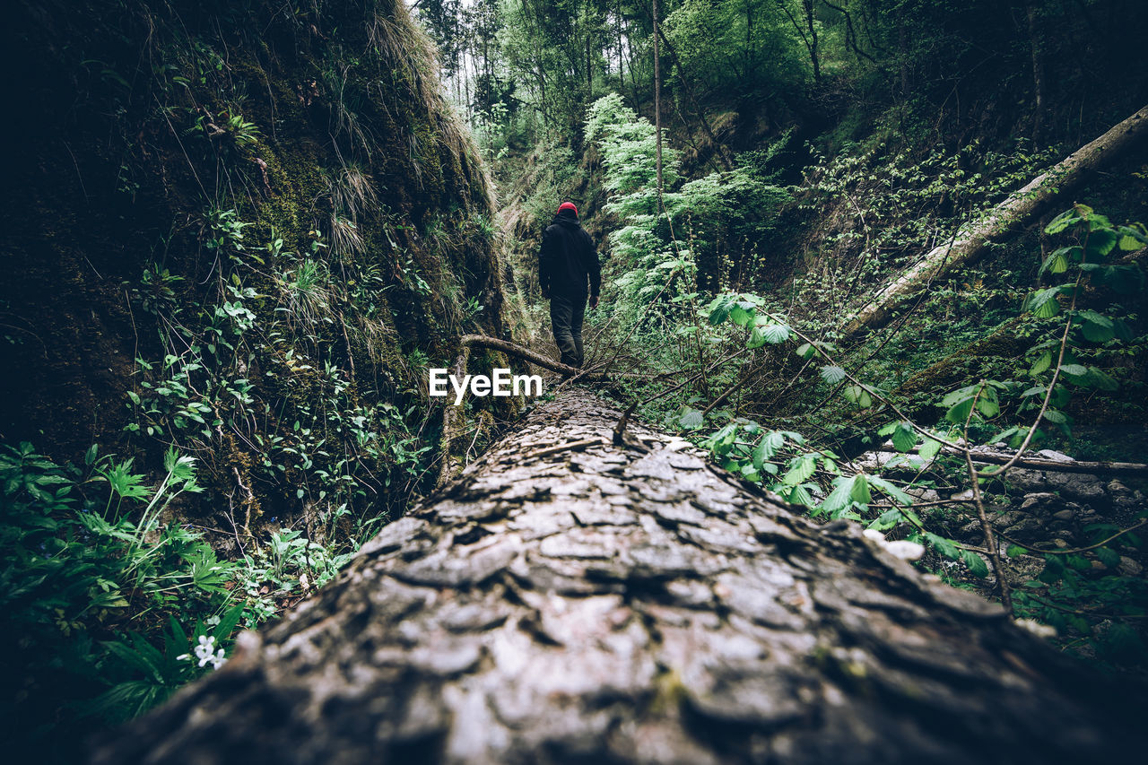 Solo man hiker walking on a treen trunk during enjoying time alone in nature