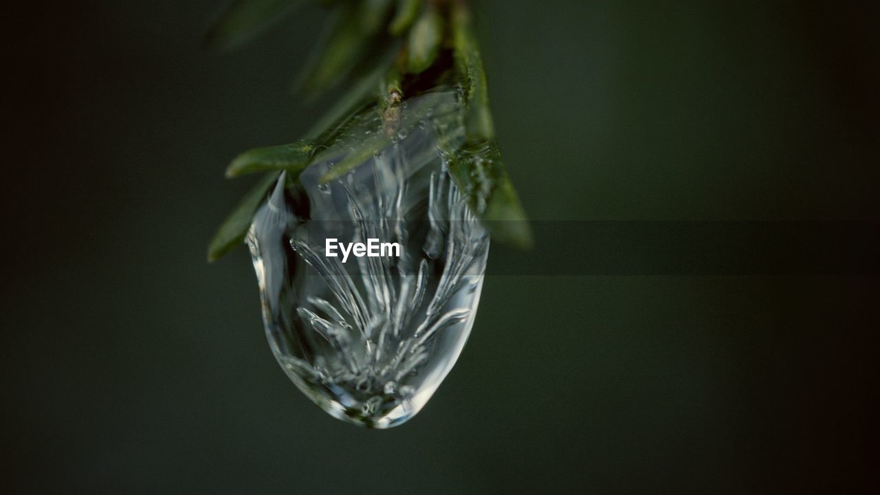 Close-up of water on twig