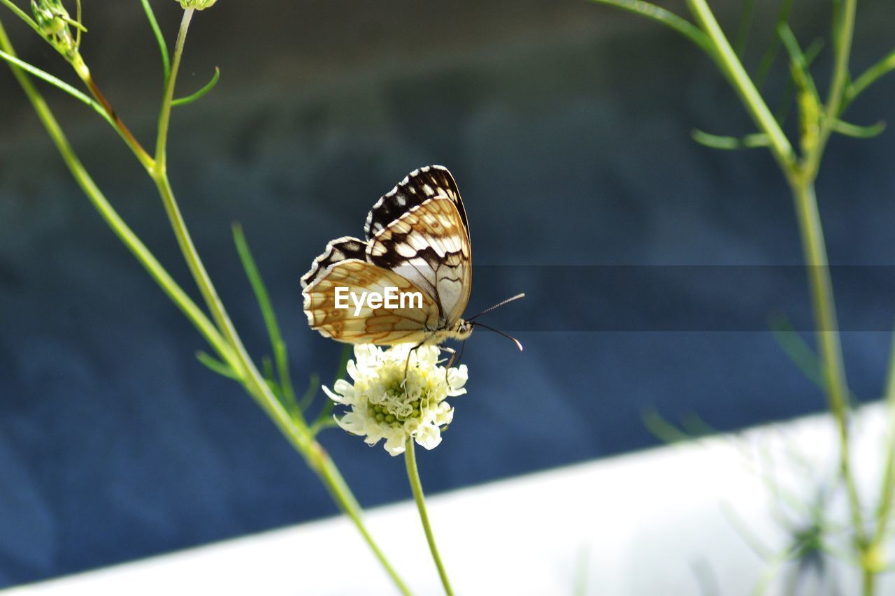 Butterfly on flower