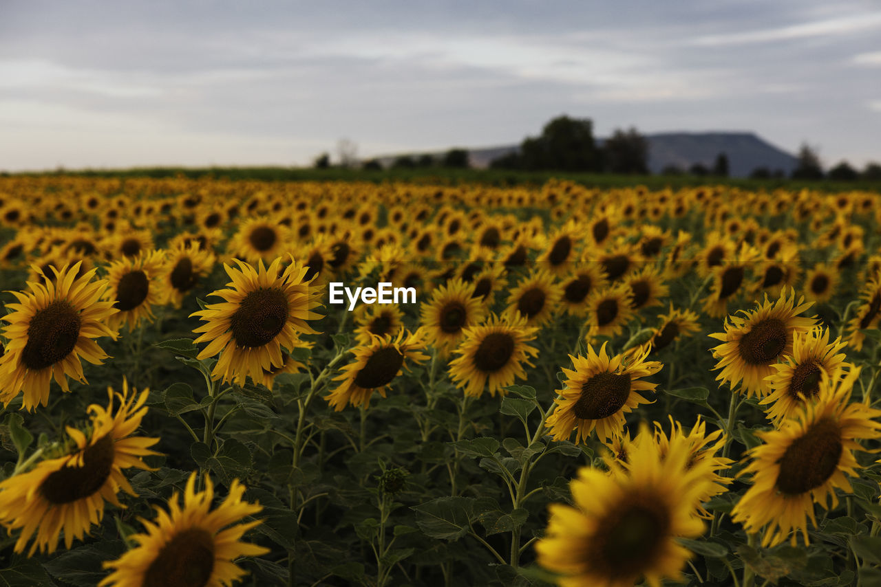 Field of flowering sunflowers