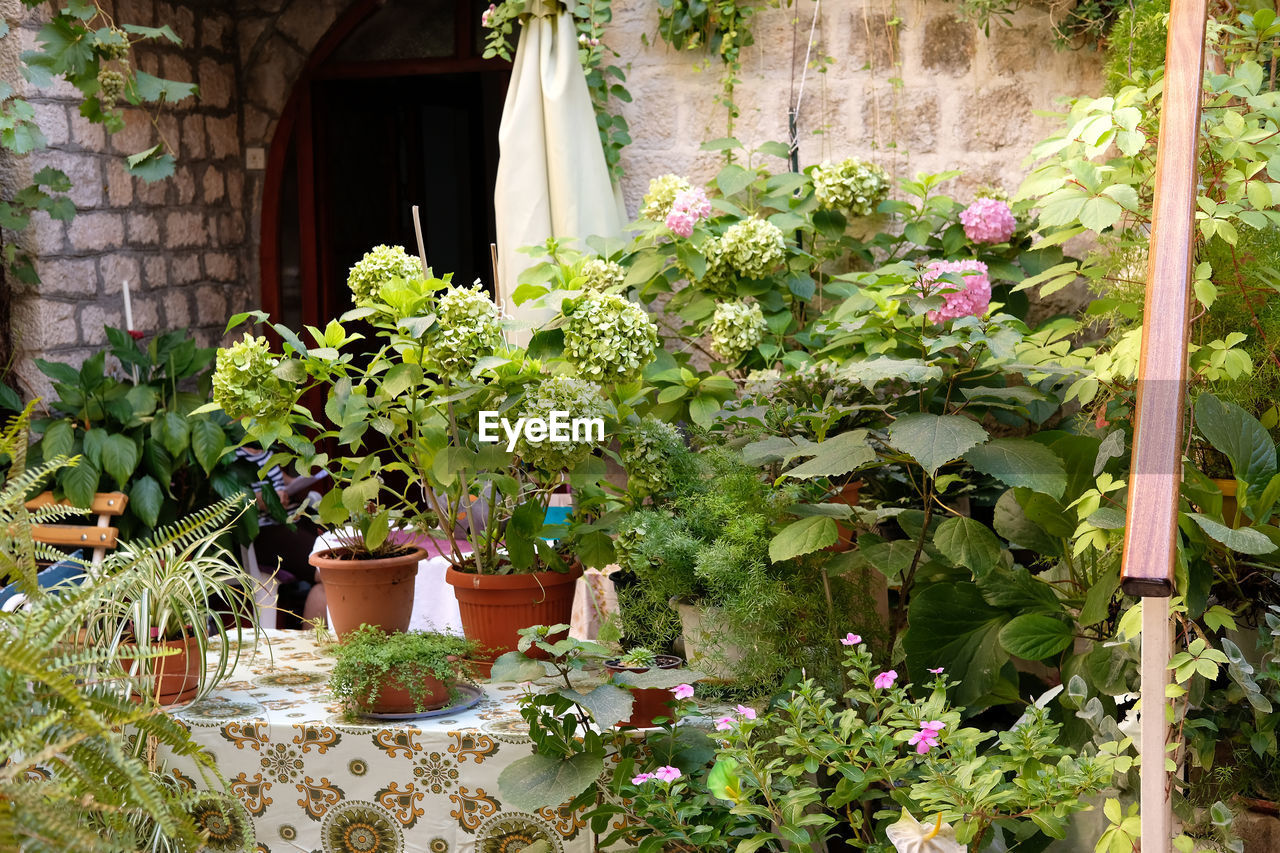 Beautiful hydrangea urban pot garden