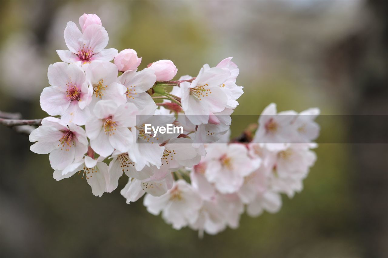 plant, flower, flowering plant, freshness, beauty in nature, fragility, blossom, springtime, pink, tree, close-up, nature, growth, flower head, inflorescence, macro photography, cherry blossom, branch, petal, focus on foreground, white, outdoors, no people, produce, day, selective focus, botany, spring, food, pollen, fruit tree, twig, cherry tree, food and drink, fruit