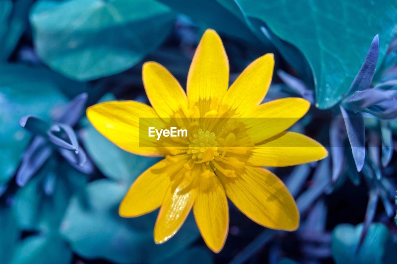 CLOSE-UP OF YELLOW FLOWER BLOOMING OUTDOORS