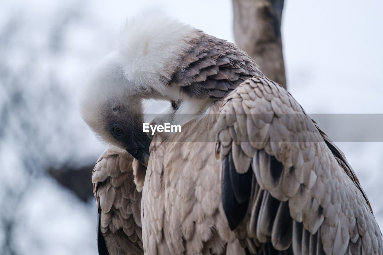 CLOSE-UP OF OWL PERCHING ON BRANCH