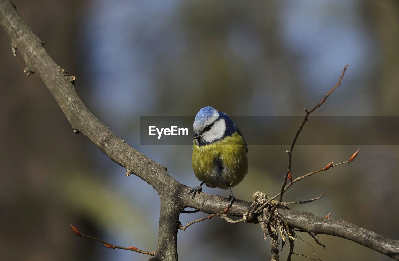 Low angle view of blue tit perching on branch at spring