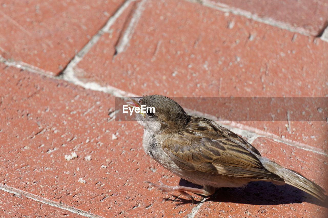 animal themes, animal, bird, animal wildlife, wildlife, sparrow, one animal, beak, house sparrow, day, no people, perching, full length, outdoors, nature, focus on foreground, close-up