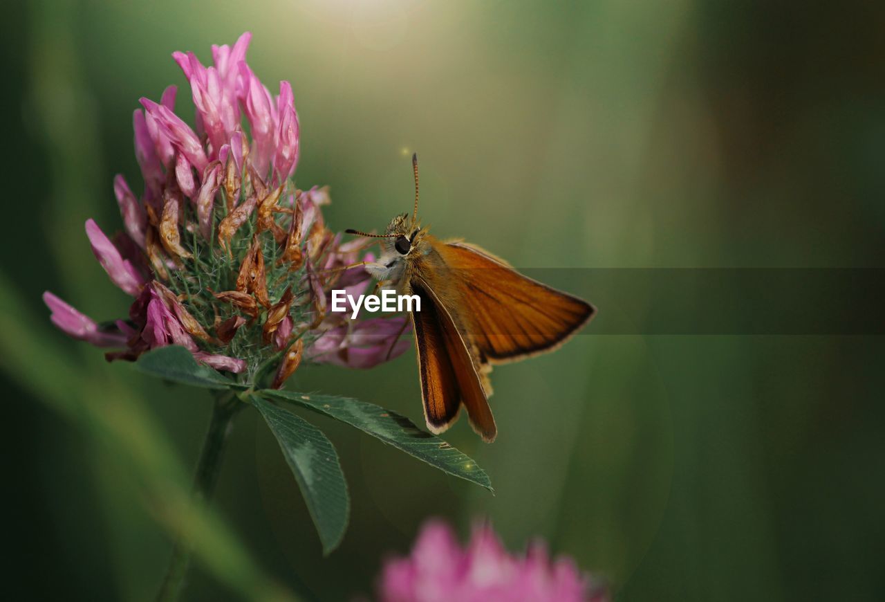 Close-up of butterfly pollinating on pink flower