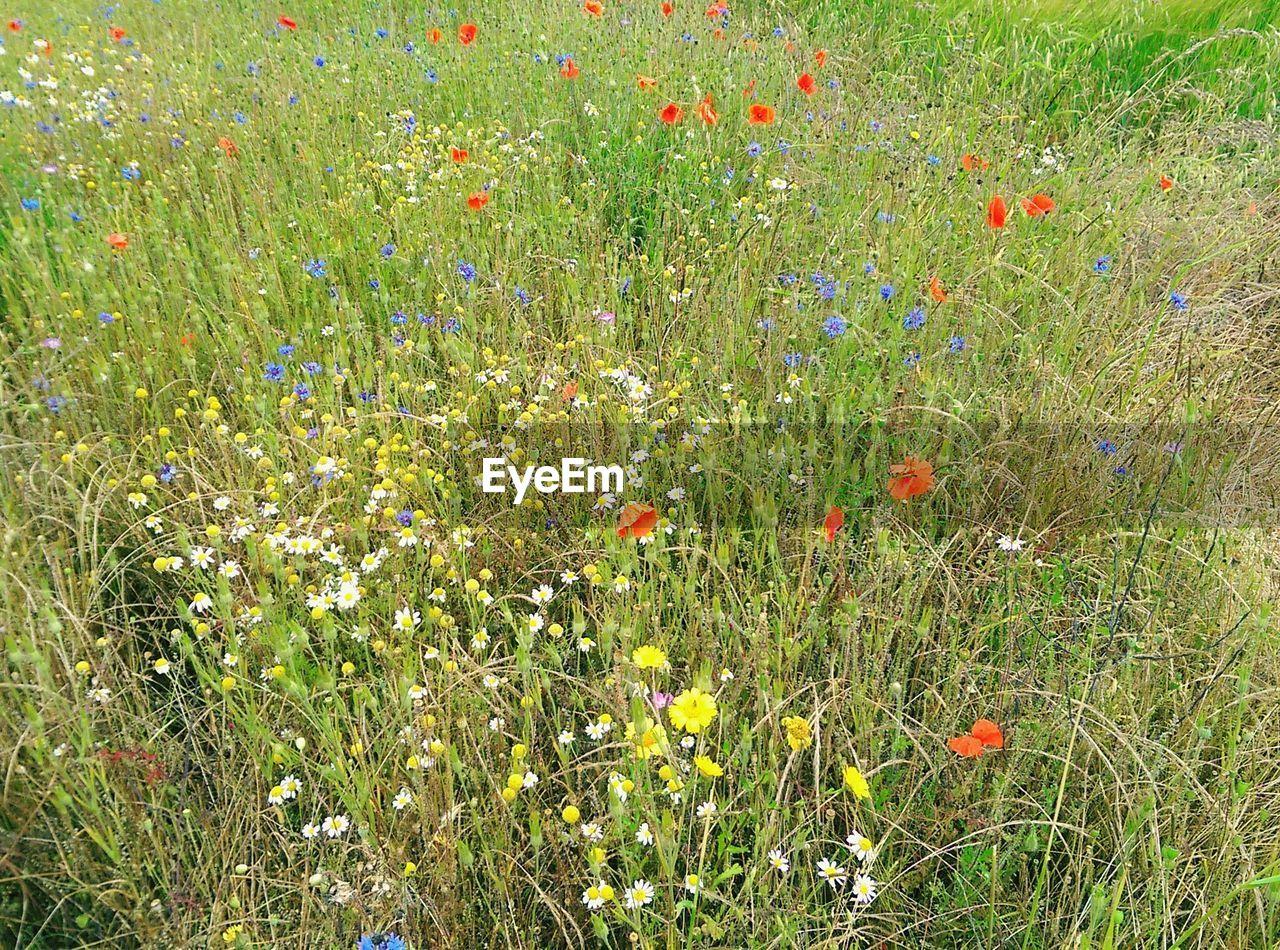 High angle view of plants growing on field