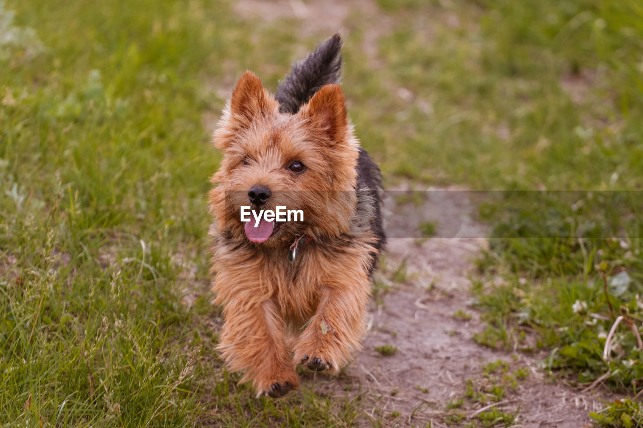 Dogs breed norwich terrier on the walk in the field