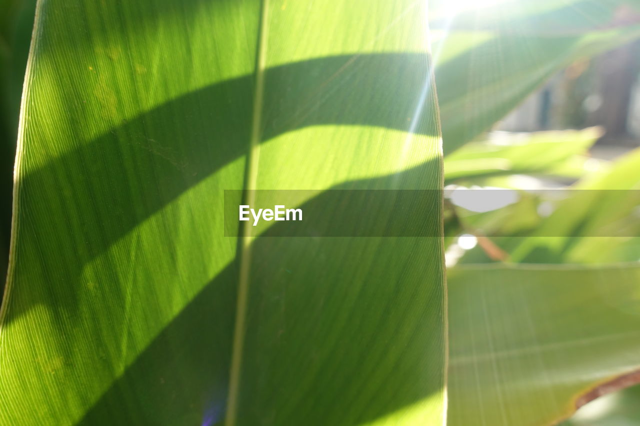 CLOSE-UP OF LEAVES ON PLANT