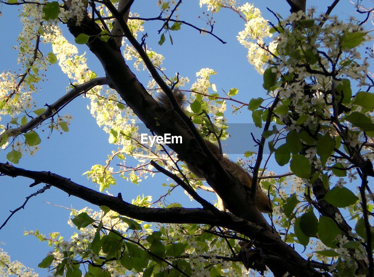 LOW ANGLE VIEW OF BRANCHES AGAINST SKY