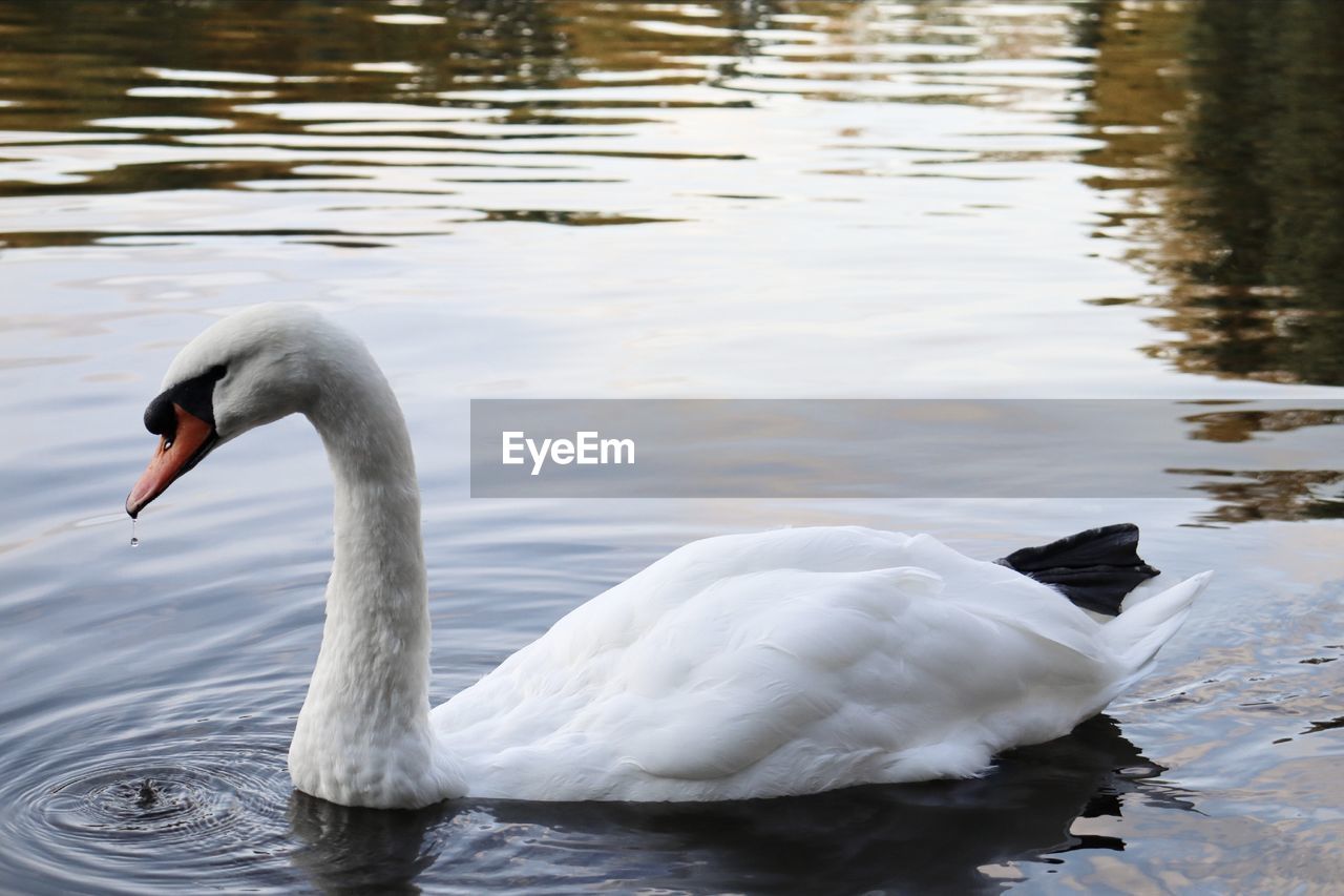 Close-up of a swan and a falling drop of water