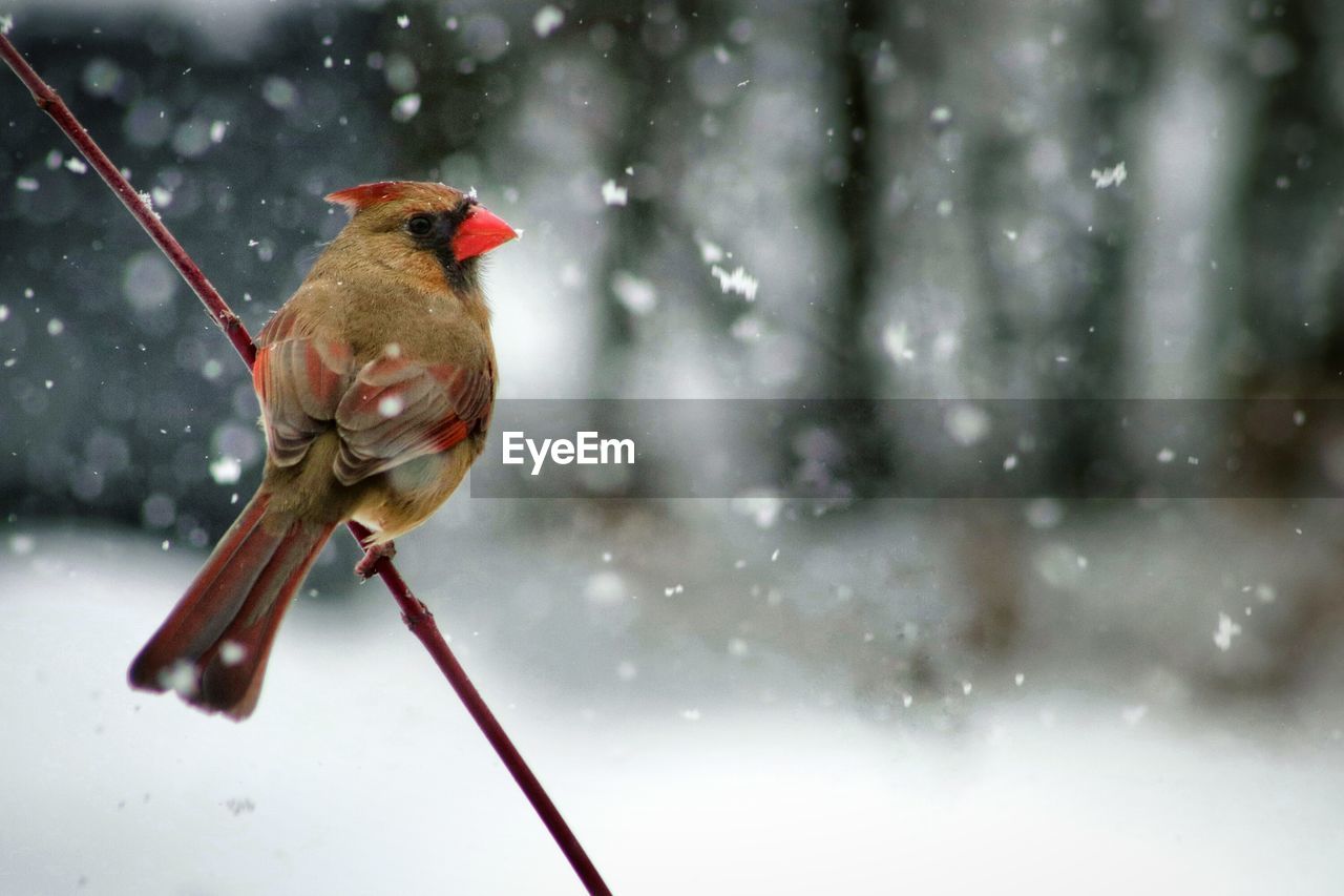 Enjoying the snow