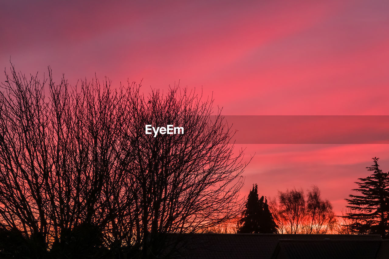 SILHOUETTE BARE TREE AGAINST ORANGE SKY