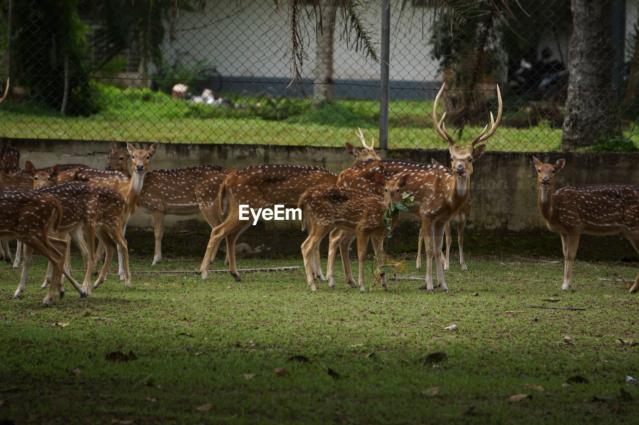 DEER IN A FIELD