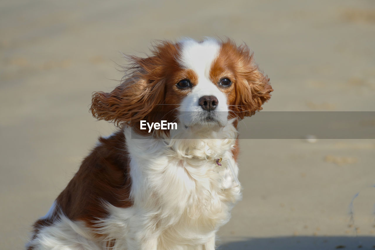 Little dog blown away on the beach