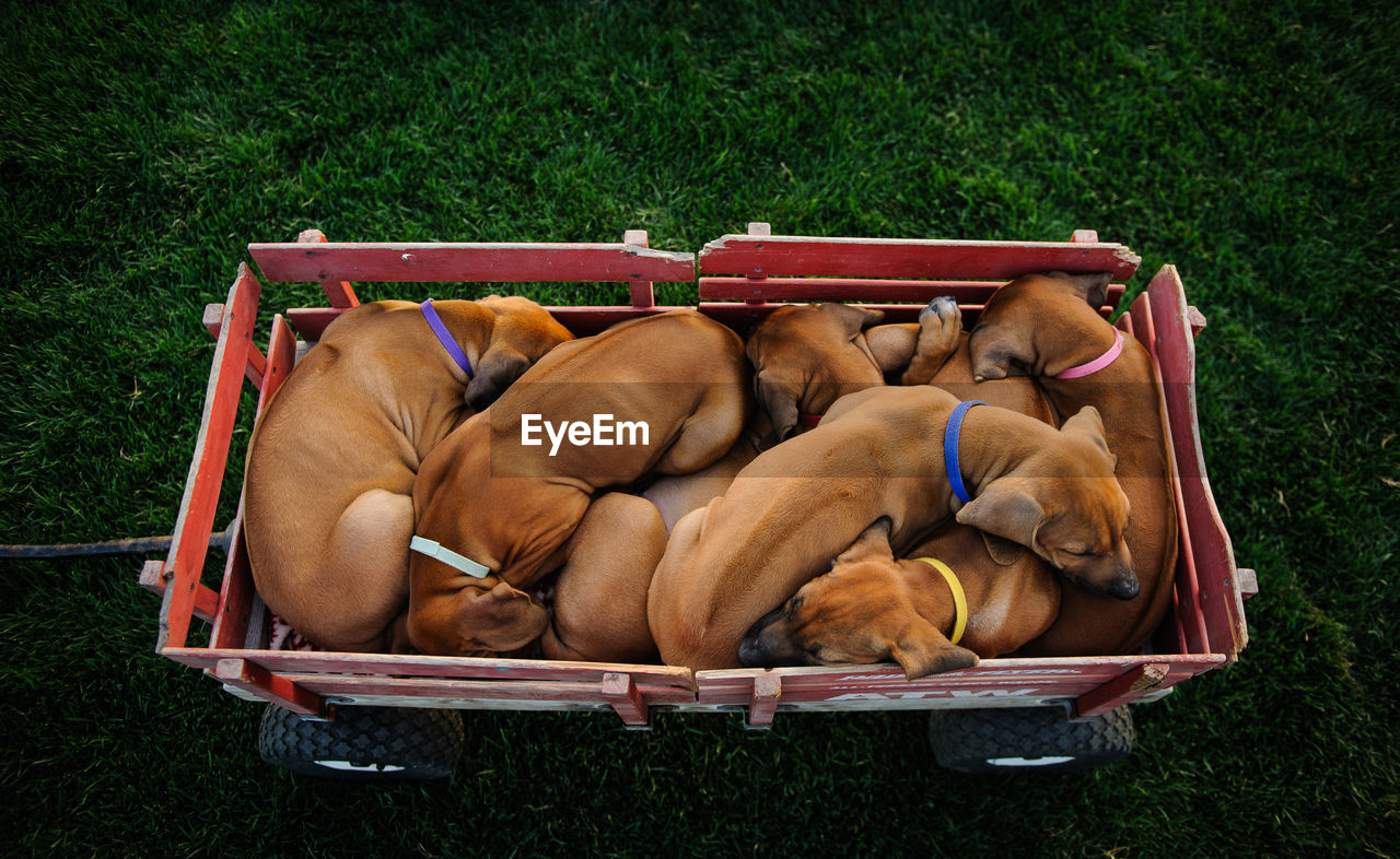 Dog sleeping in crate on grass
