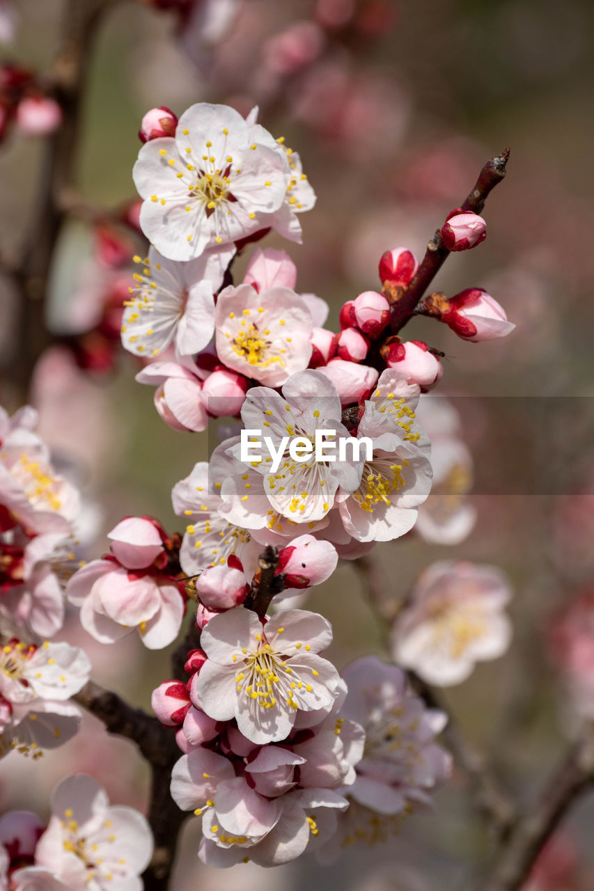 plant, flower, flowering plant, blossom, beauty in nature, freshness, tree, springtime, fragility, nature, growth, branch, pink, cherry blossom, spring, food, close-up, produce, focus on foreground, flower head, inflorescence, no people, outdoors, cherry, petal, food and drink, twig, day, cherry tree, selective focus, fruit, macro photography, pollen, fruit tree, botany