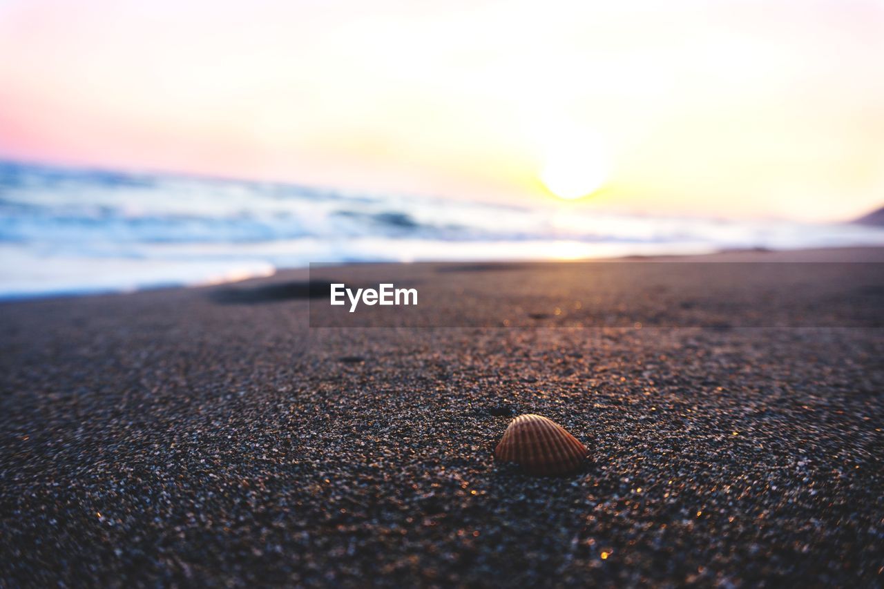 SURFACE LEVEL OF SEASHELL ON SHORE AT BEACH