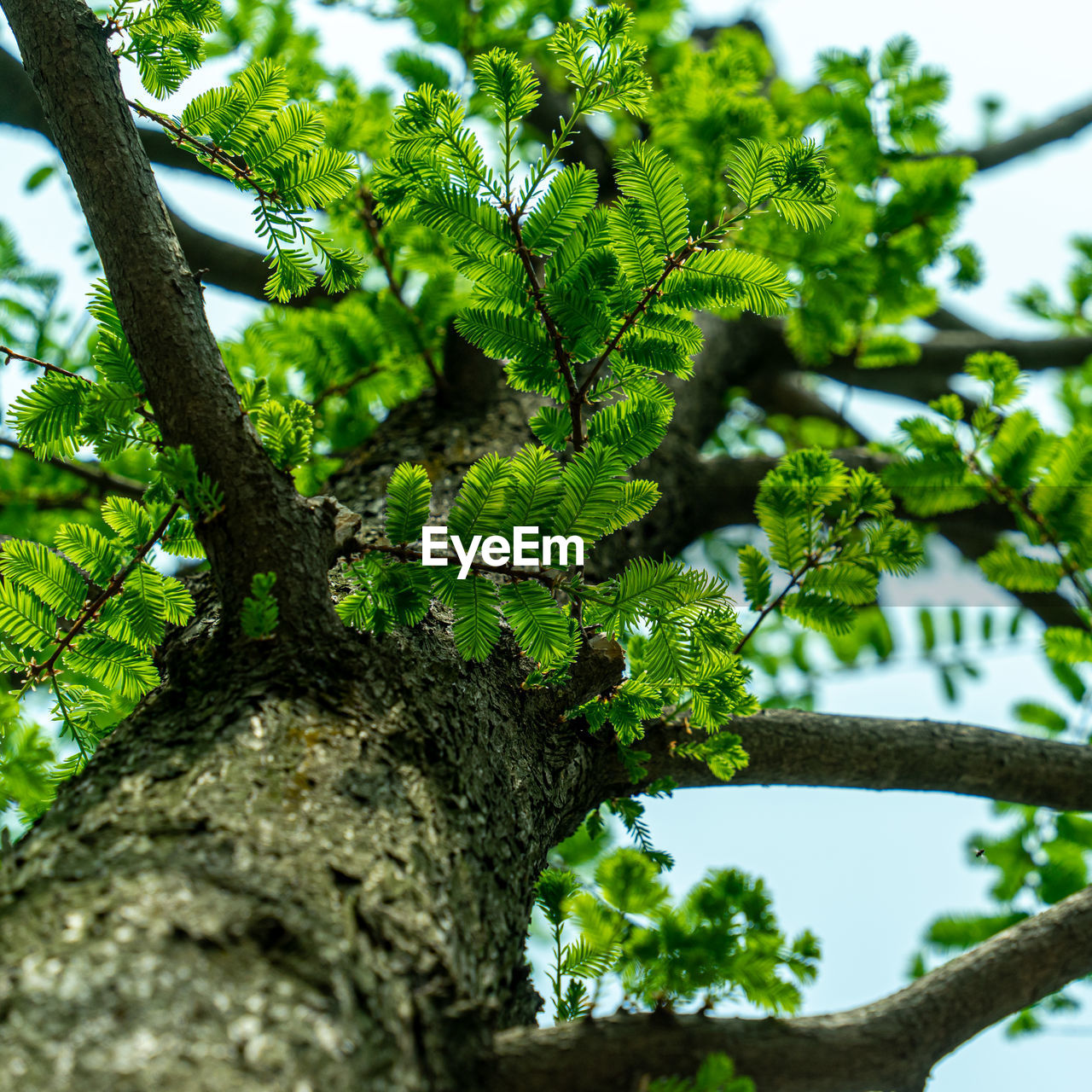 LOW ANGLE VIEW OF LICHEN TREE AGAINST SKY