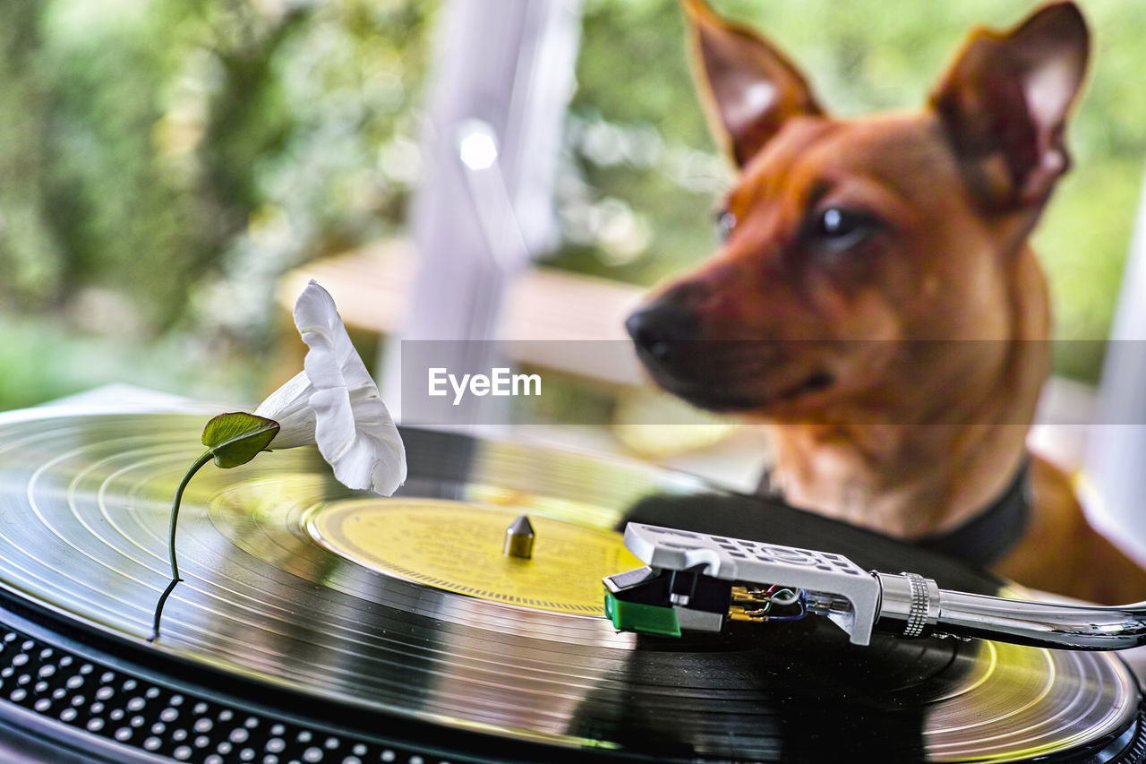 Close-up of dog listening music on vinyle