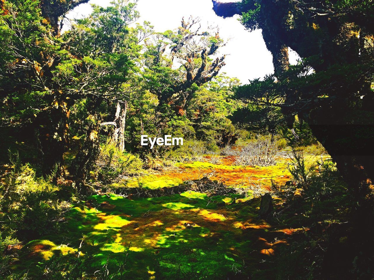 VIEW OF TREES IN FOREST