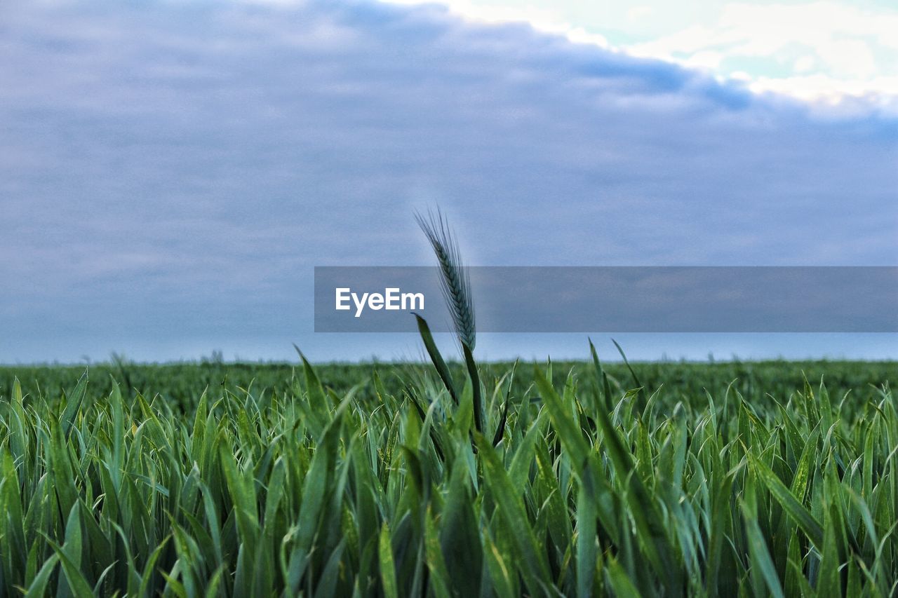 plant, field, landscape, growth, land, agriculture, grass, sky, crop, cereal plant, rural scene, grassland, cloud, nature, green, environment, beauty in nature, no people, prairie, day, paddy field, tranquility, farm, scenics - nature, corn, outdoors, meadow, tranquil scene, food, wheat, plain, barley, rural area, horizon