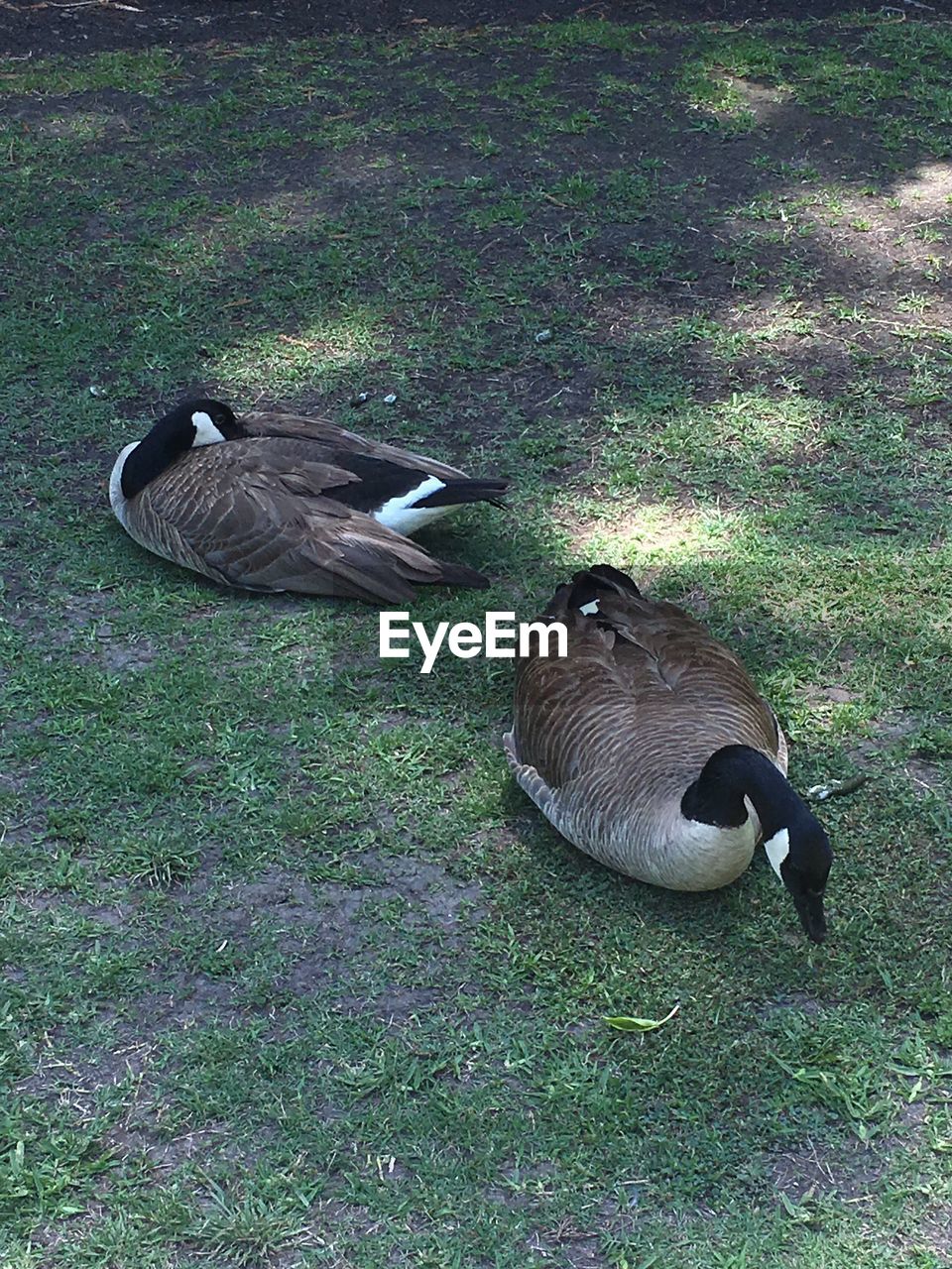 HIGH ANGLE VIEW OF BIRDS ON LAND