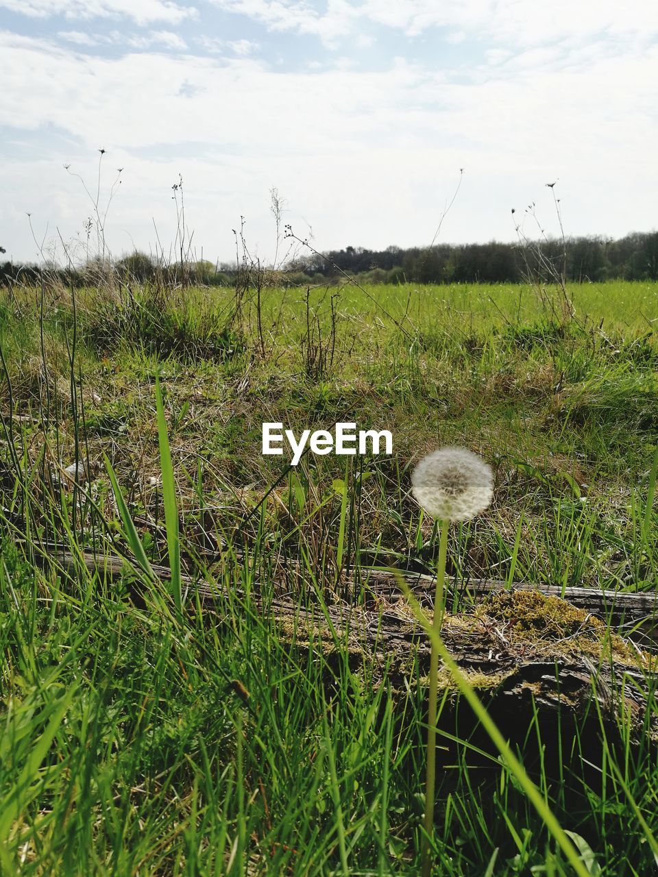 CLOSE-UP OF FLOWERS GROWING IN FIELD