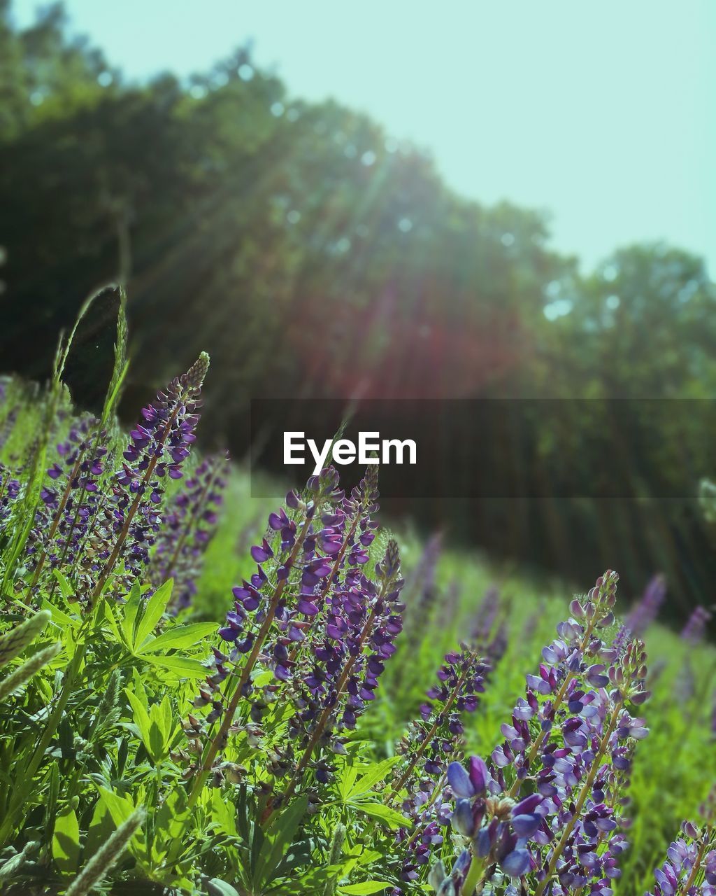 PURPLE FLOWERS ON FIELD