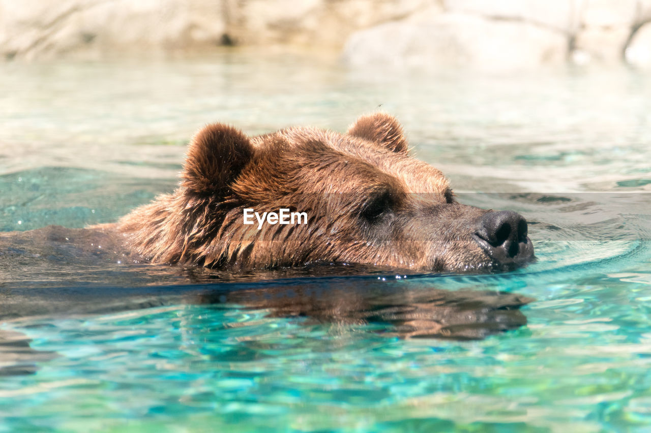 Grizzly bear swimming in pond at zoo