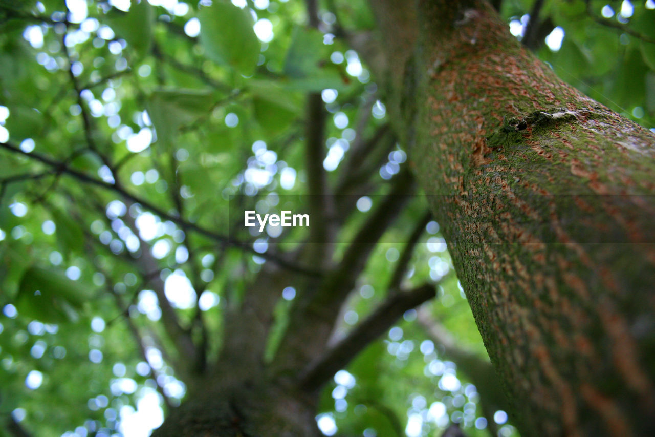 LOW ANGLE VIEW OF TREE