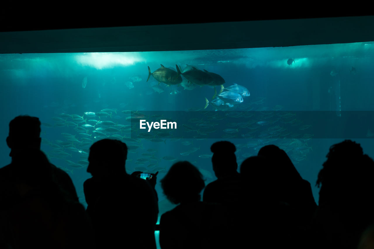 GROUP OF PEOPLE IN FISH TANK