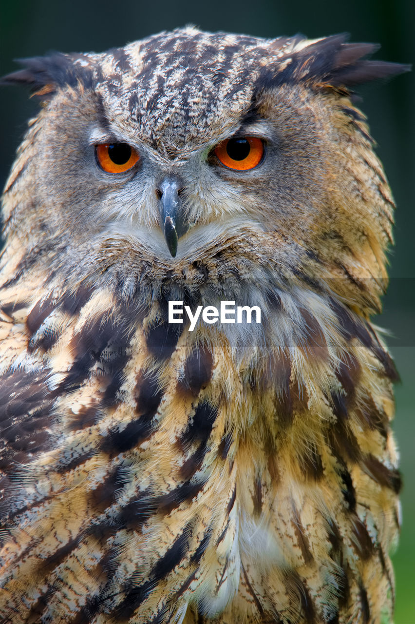 Eurasian eagle-owl looking into the camera - coloured version