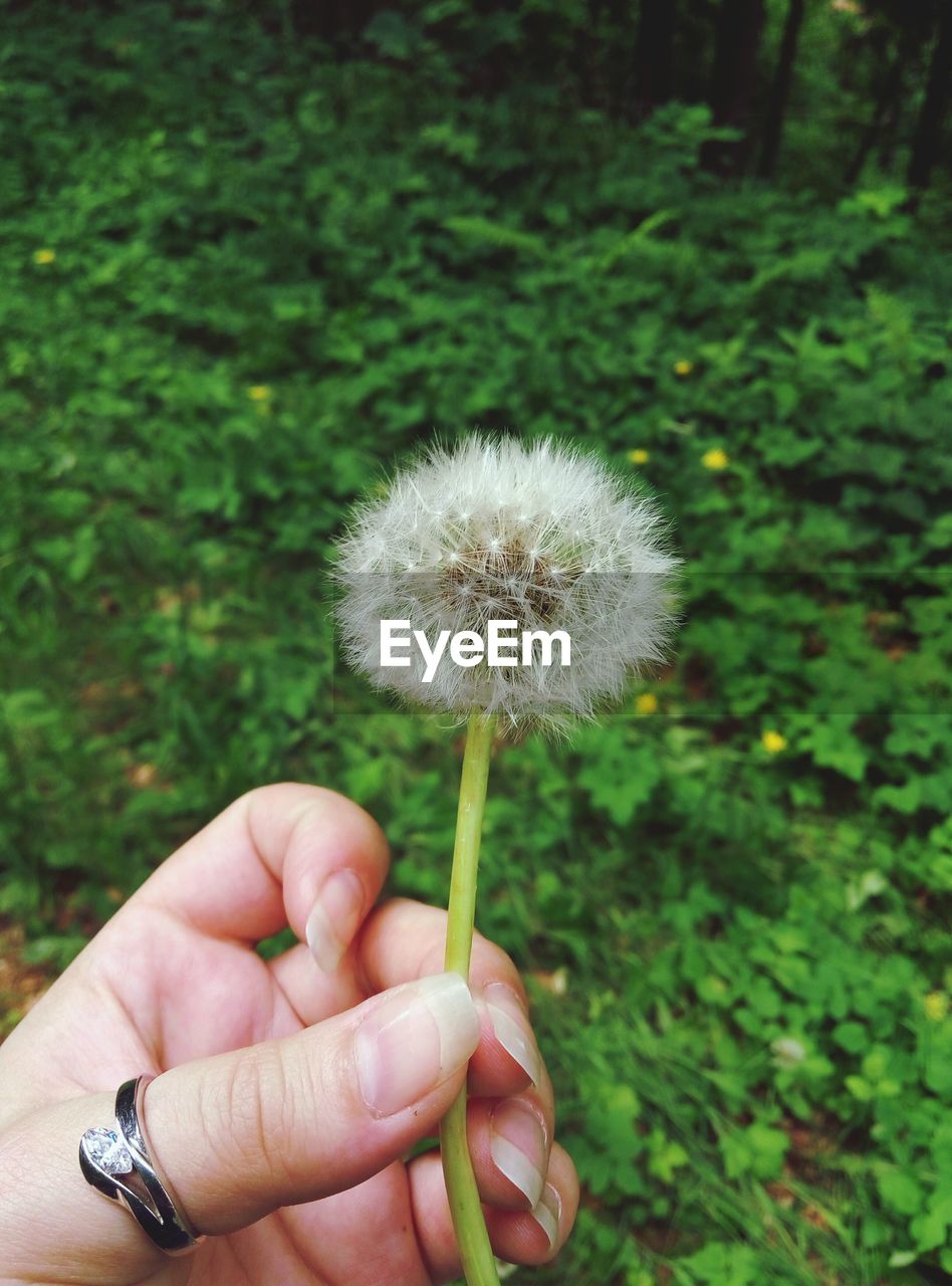 CLOSE-UP OF HAND HOLDING DANDELION FLOWER AGAINST BLURRED BACKGROUND