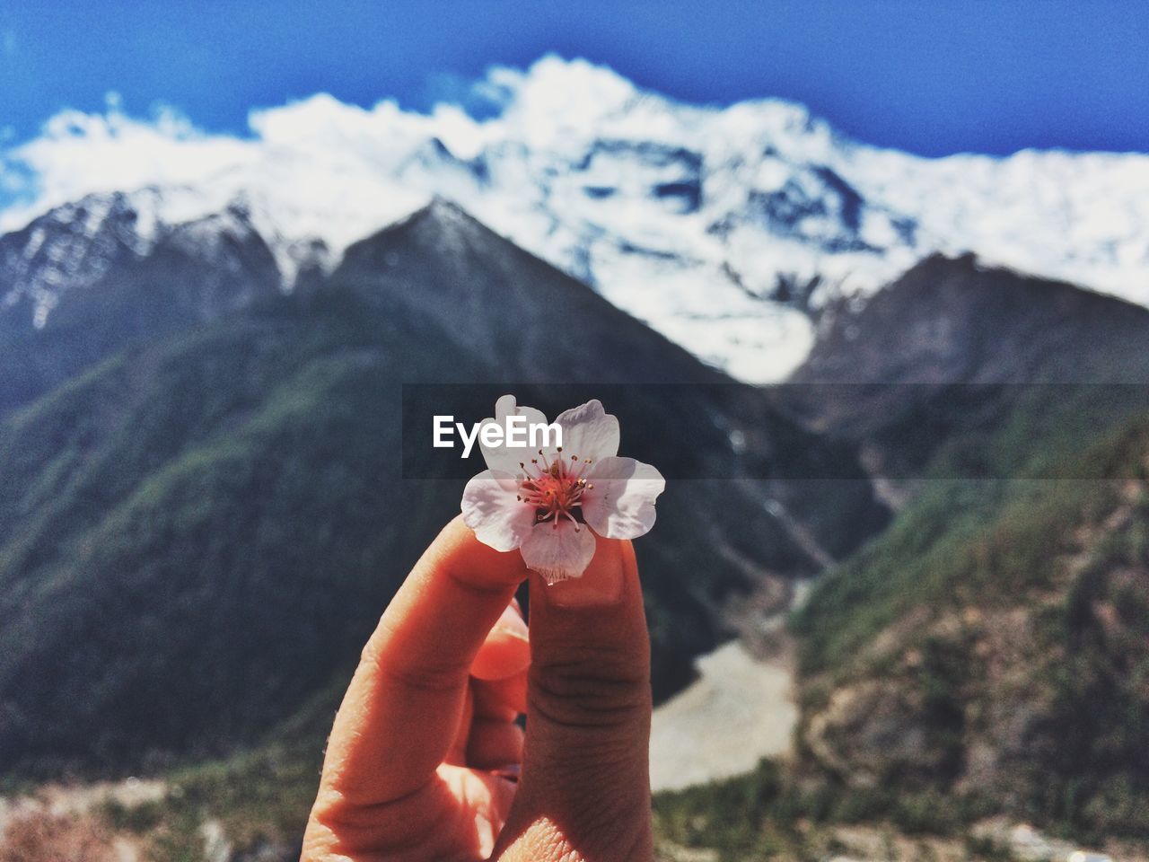 Close-up of hand holding cherry blossom against mountains