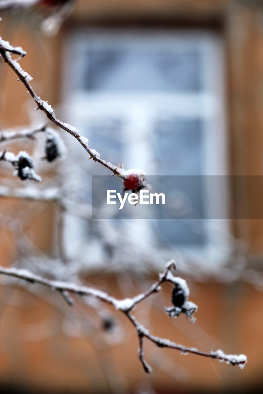 CLOSE-UP OF BERRIES ON TREE