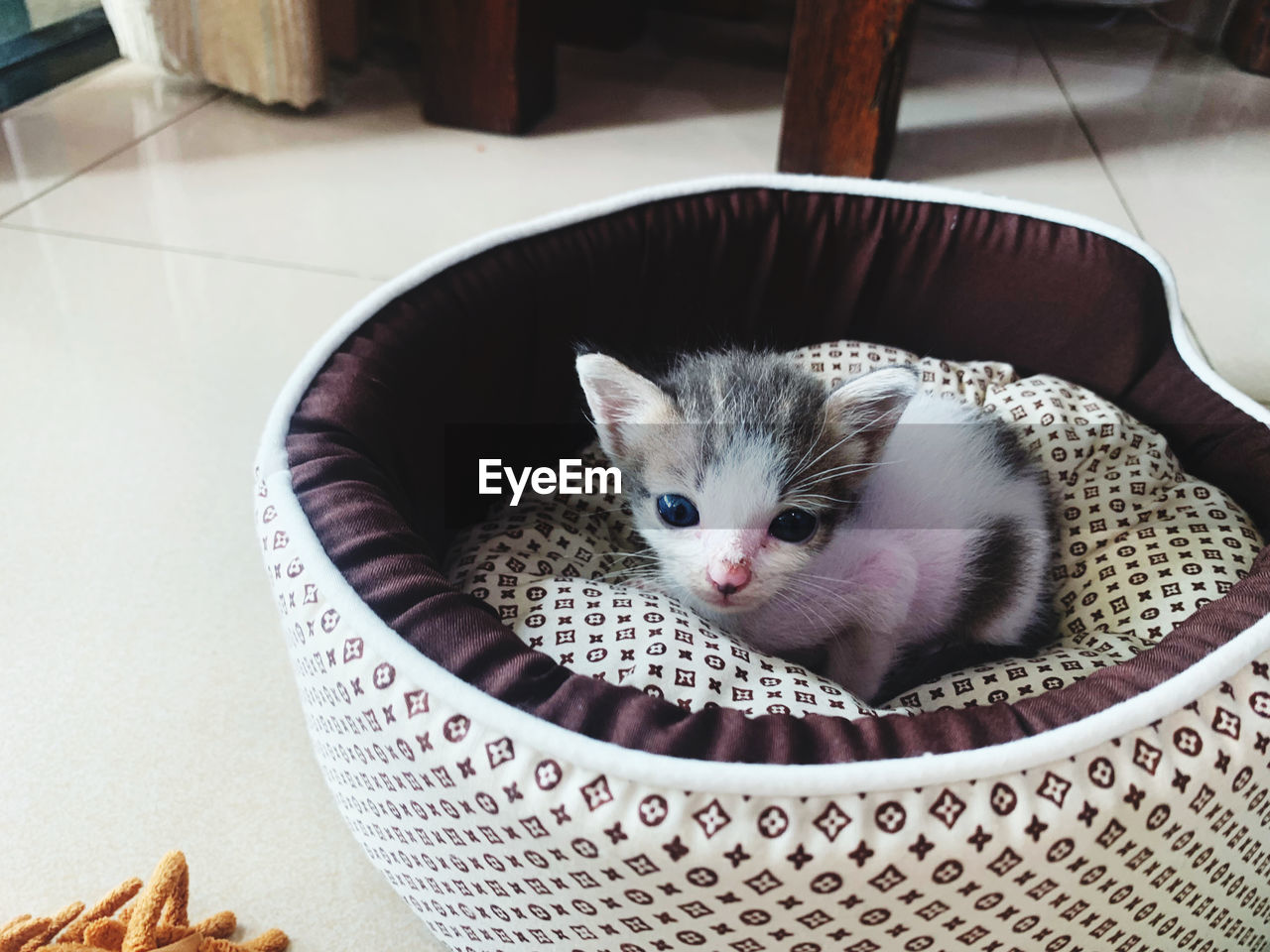 CLOSE-UP OF KITTEN IN BASKET AT HOME