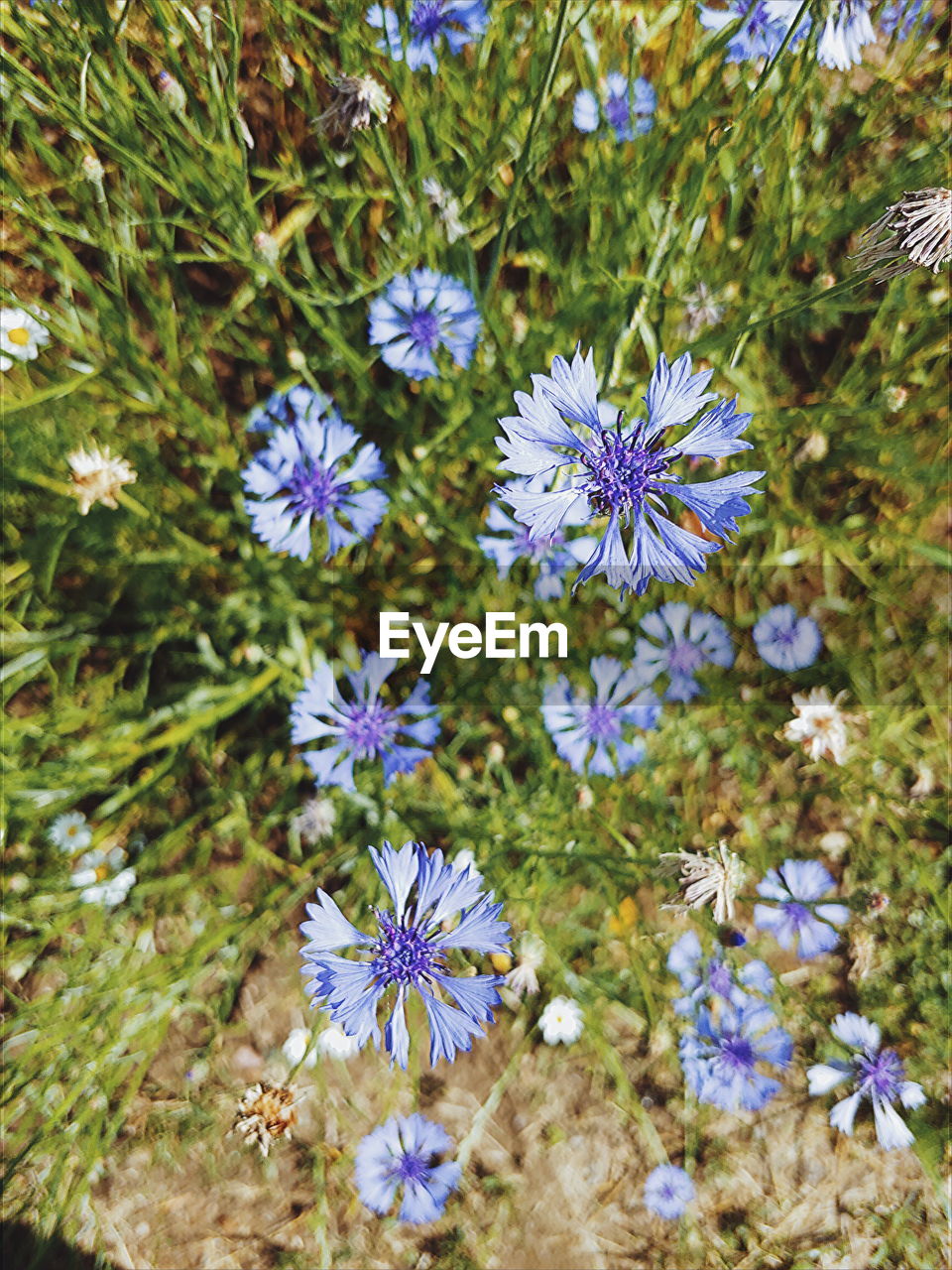 CLOSE-UP OF PURPLE FLOWERING PLANTS ON FIELD