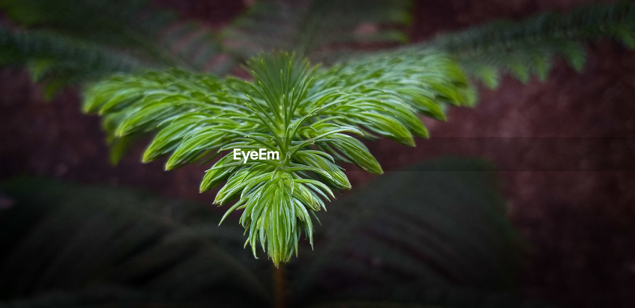 Close-up of fern leaves