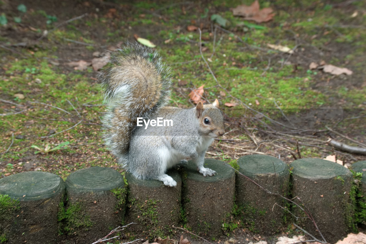 Squirrel eating grass