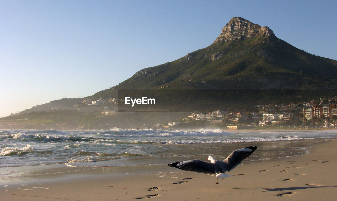 VIEW OF SEAGULLS ON BEACH