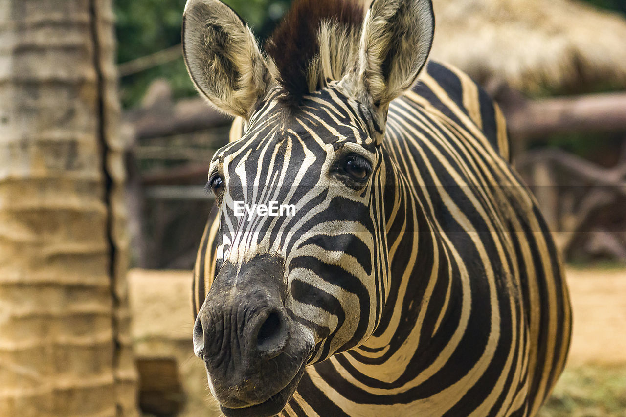 Zebra head walking in the zoo