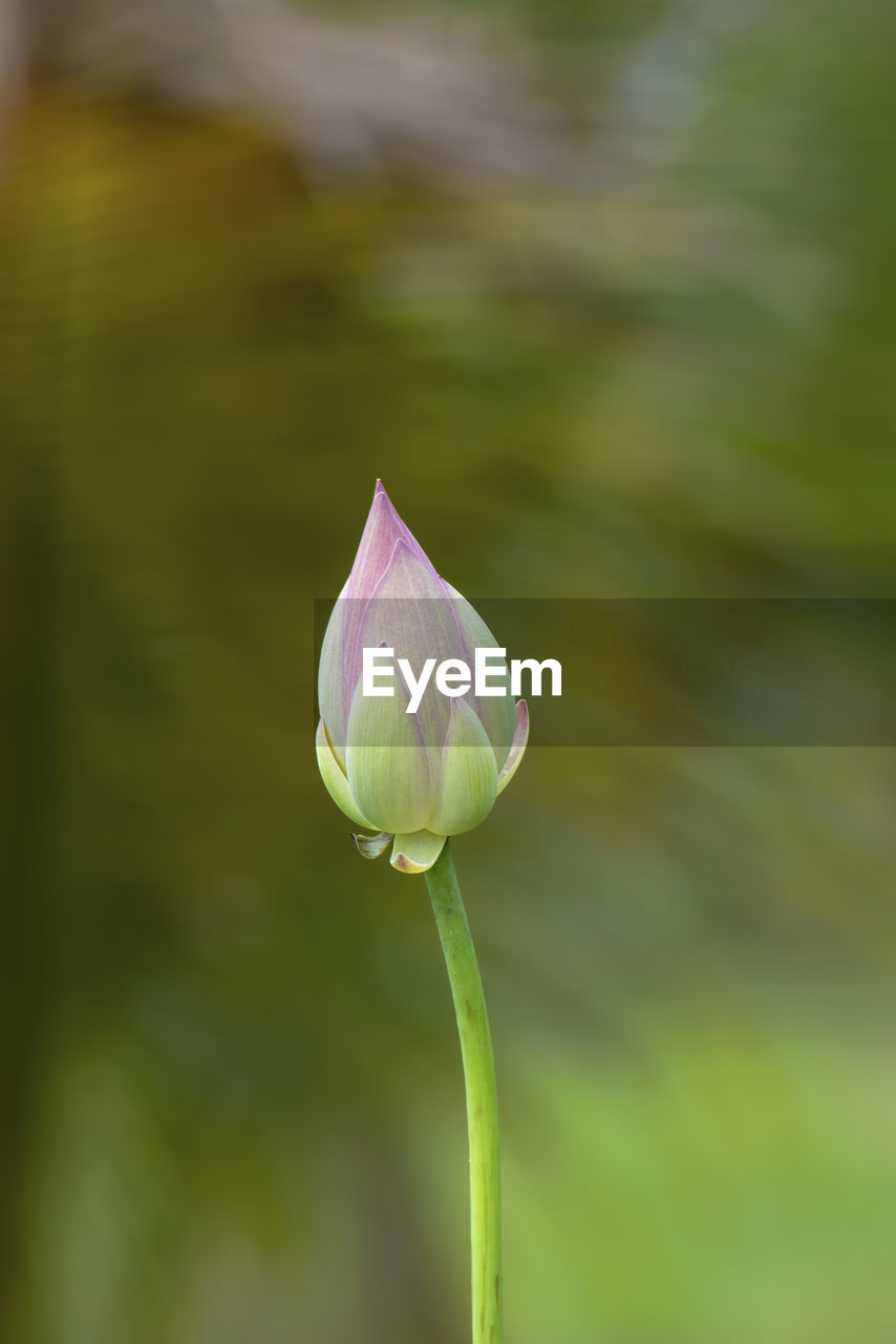 Close-up of purple flower bud