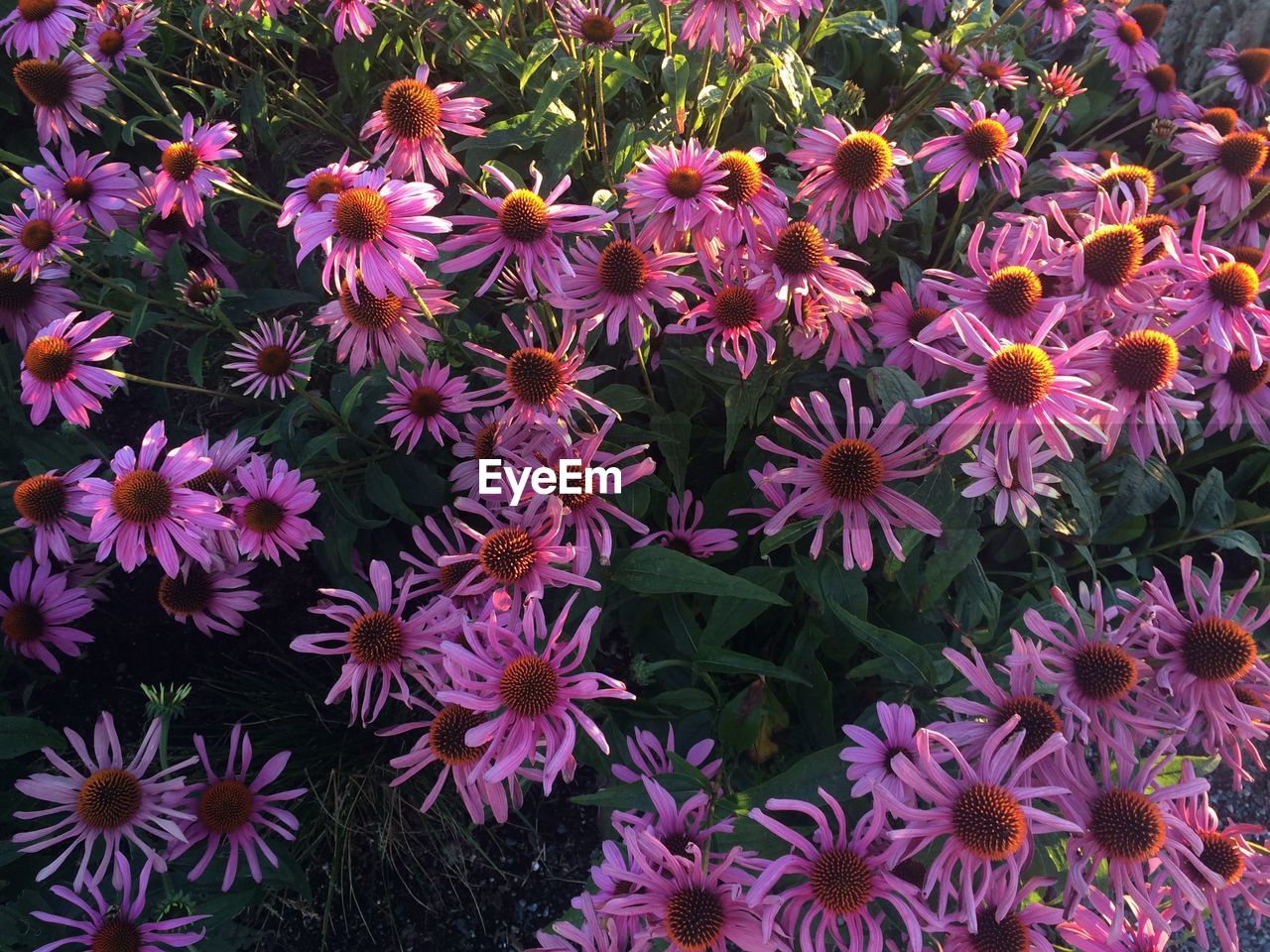 Purple flowers blooming outdoors