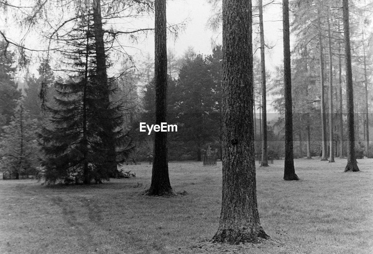 Pine trees in forest
