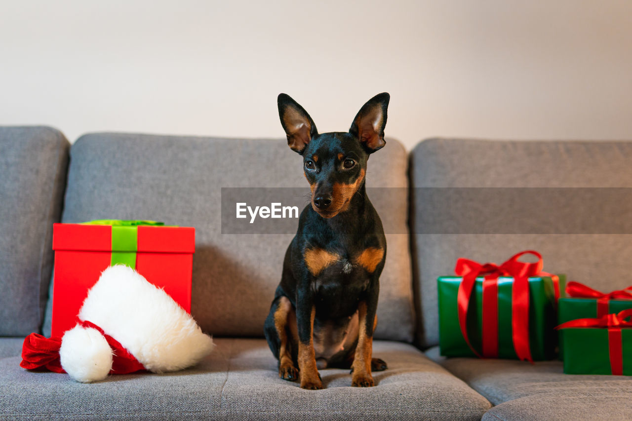 PORTRAIT OF DOG SITTING ON SOFA AT BEACH